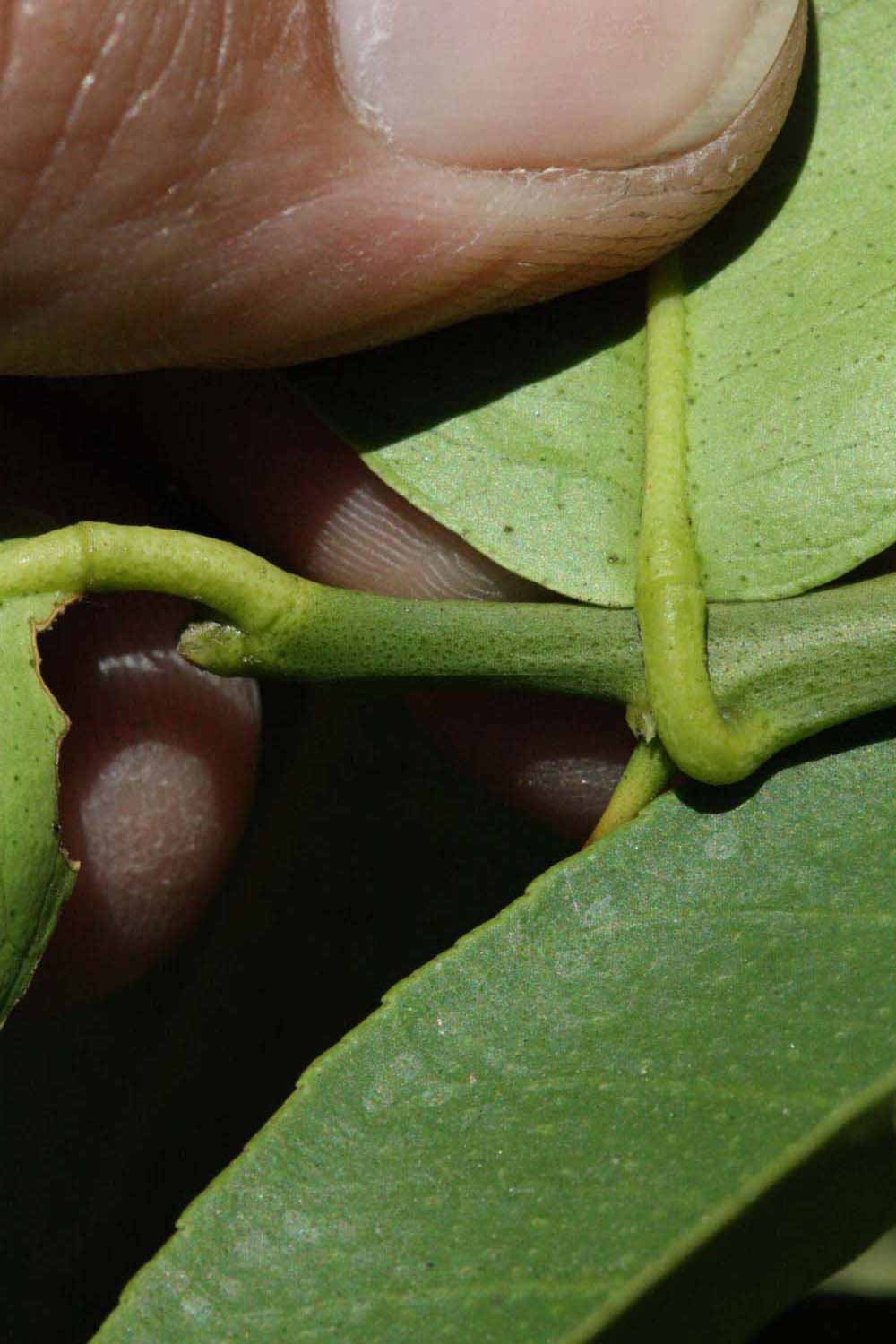              Petiole (Riverside, CA)       